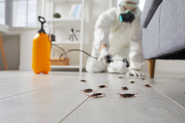 Post-Treatment Bed Bug Interceptor Monitoring in Heidelberg